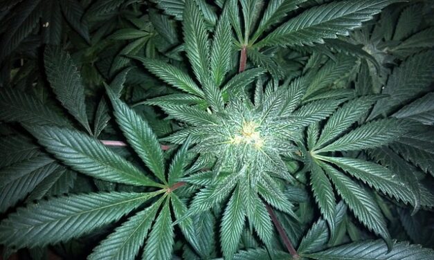 Aktivní složka konopí pomáhá růstu mozkových buněk